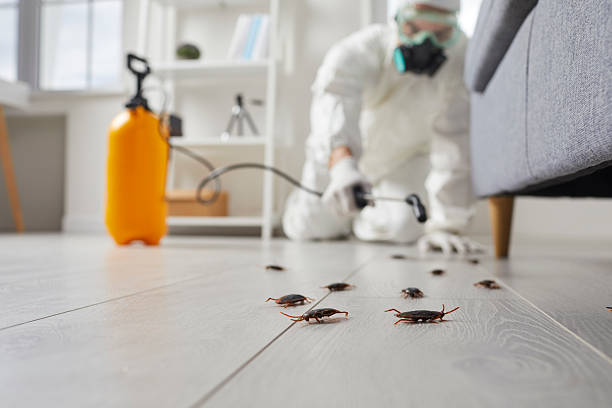 Commercial Rodent Management in Toledo